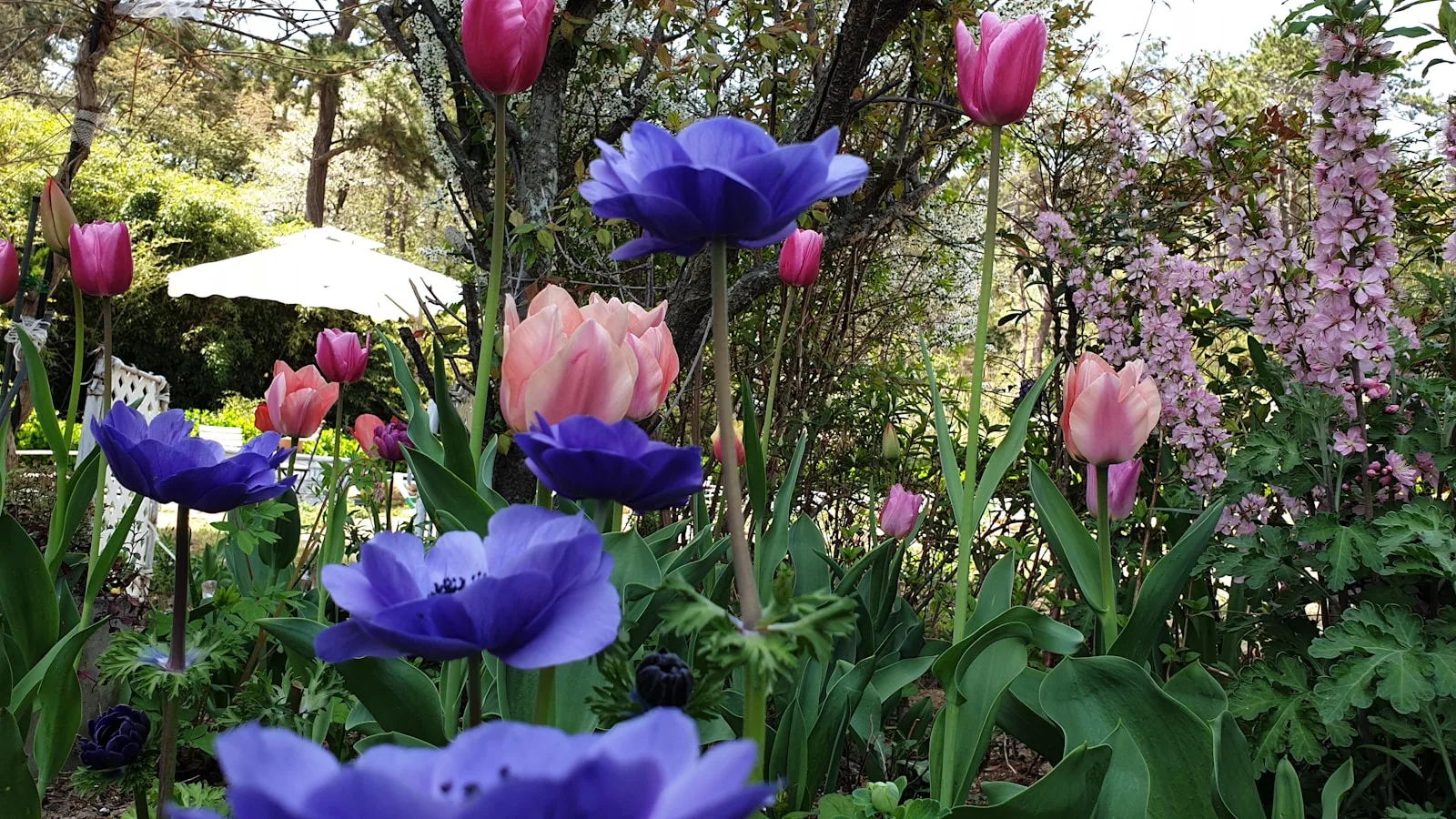 a garden filled with lots of purple and pink flowers